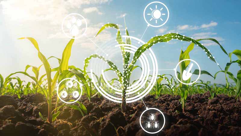 A maize seedling with technology icons.
