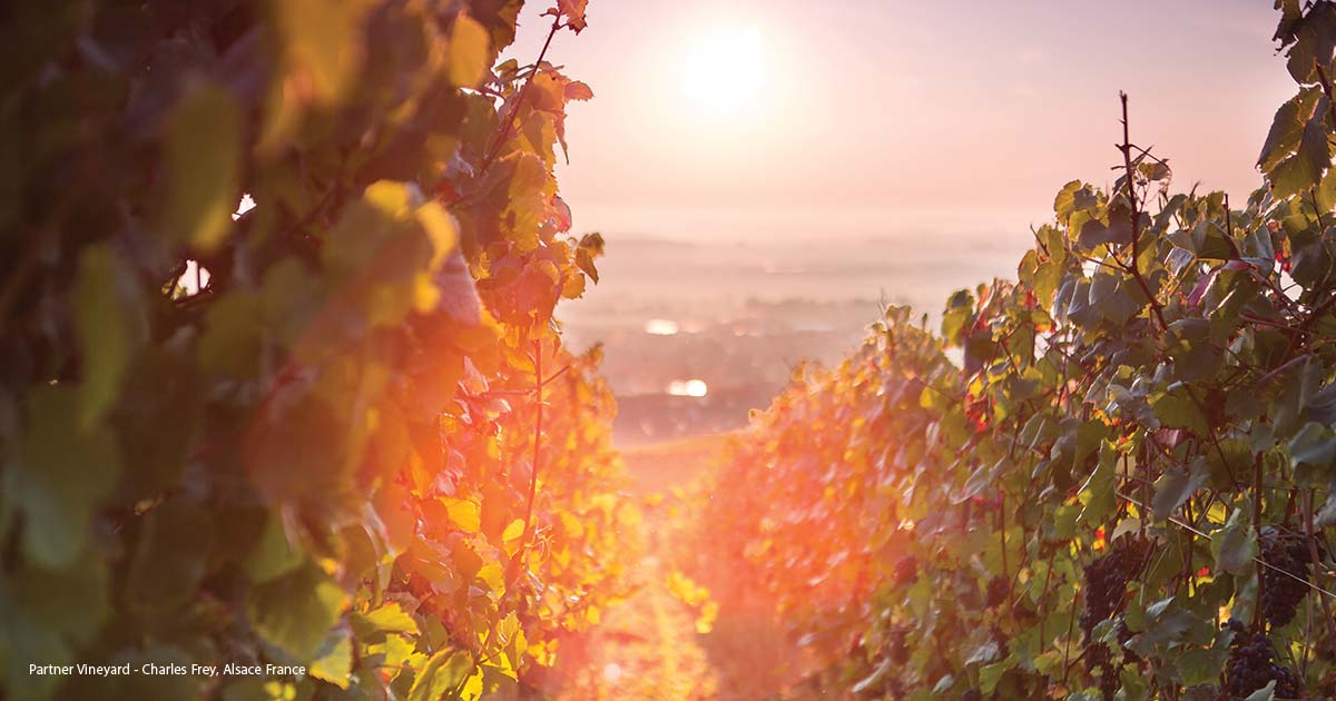 Vineyard with sunlight shining through.