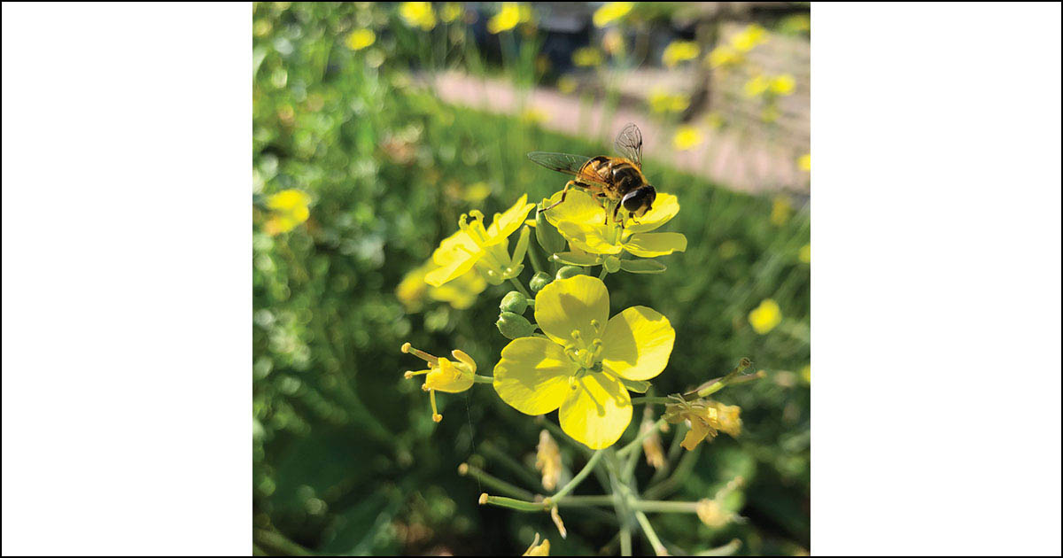 Bee on flower.